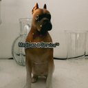 Official Account MaaS Instagram